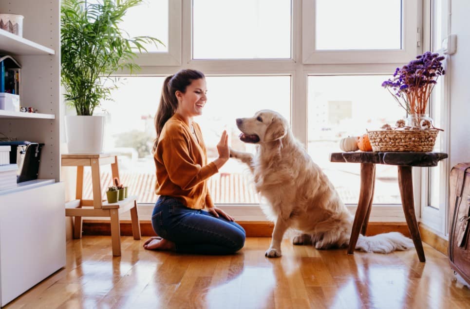 Try These Indoor Activities With Your Pets while Stuck at Home