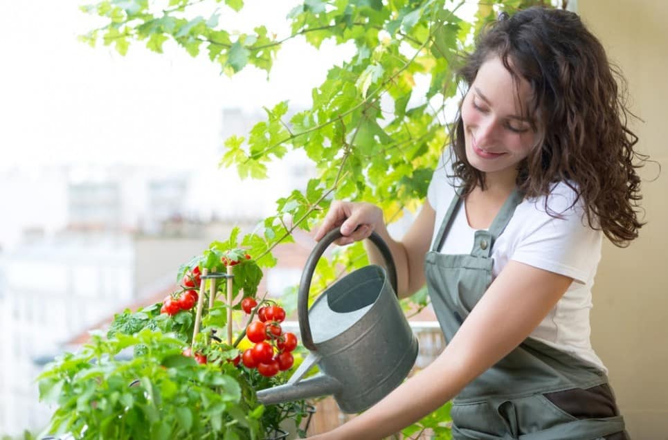 Start a Dreamy Kitchen Garden Today with These Tips