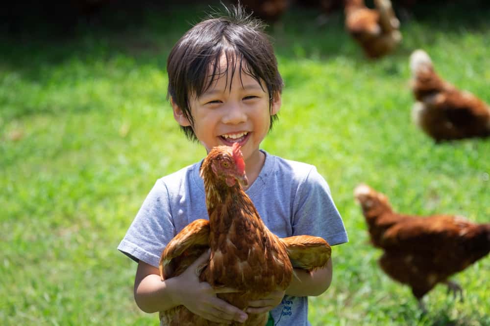 Which Are The Leading Brands/manufacturers In Animal Feed Products,  Especially In Poultry In India? Quora | Little Girls Feeding Chickens  Poster -Image By Shutterstock 
