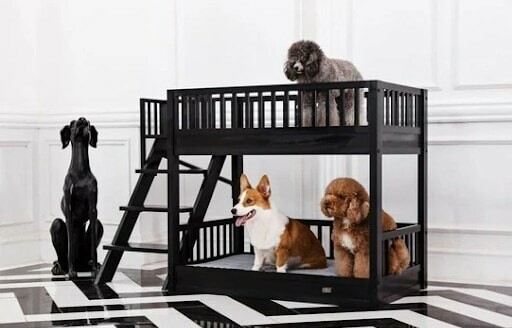 Pet Accessories That Your Furry Friend, Extra Large Dog Bunk Beds