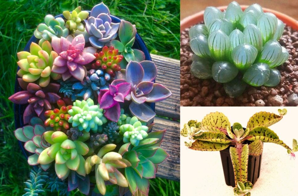 Fascinating Succulents That Look Like Art from Another Galaxy