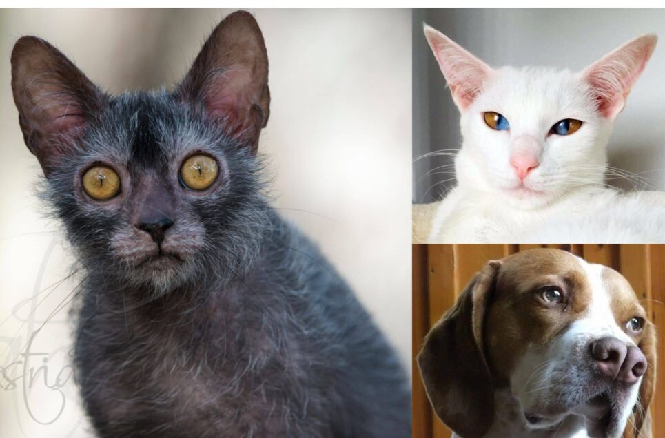 Rare Genetic Anomalies that Make Pets Remarkably Beautiful
